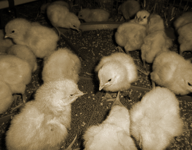 Day-old chicks eating Chick'Boost