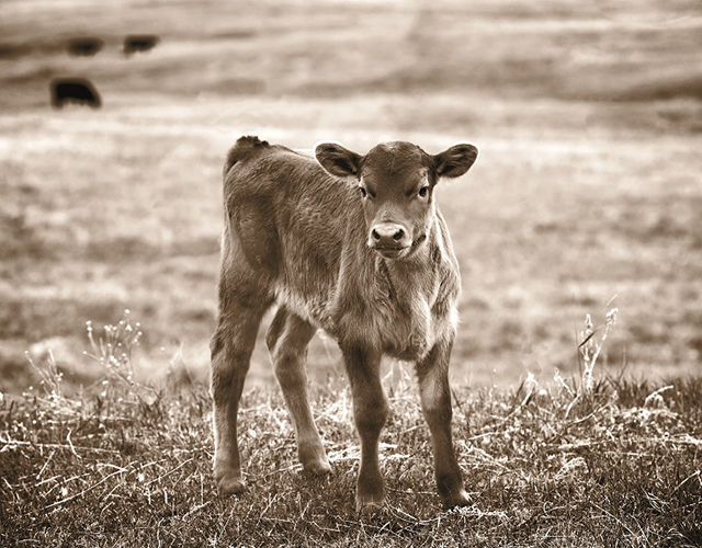 calves sepia