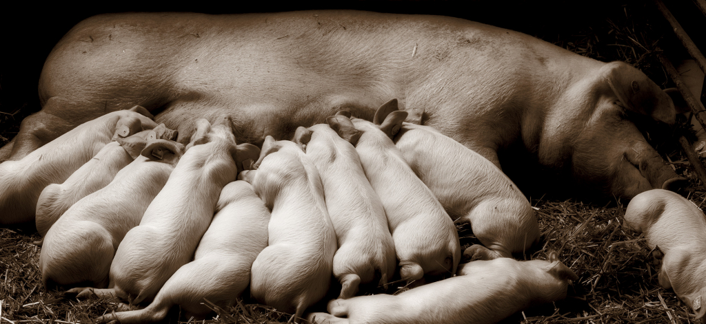 Sow with piglets